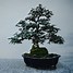 Bonsai Beringin Elegan